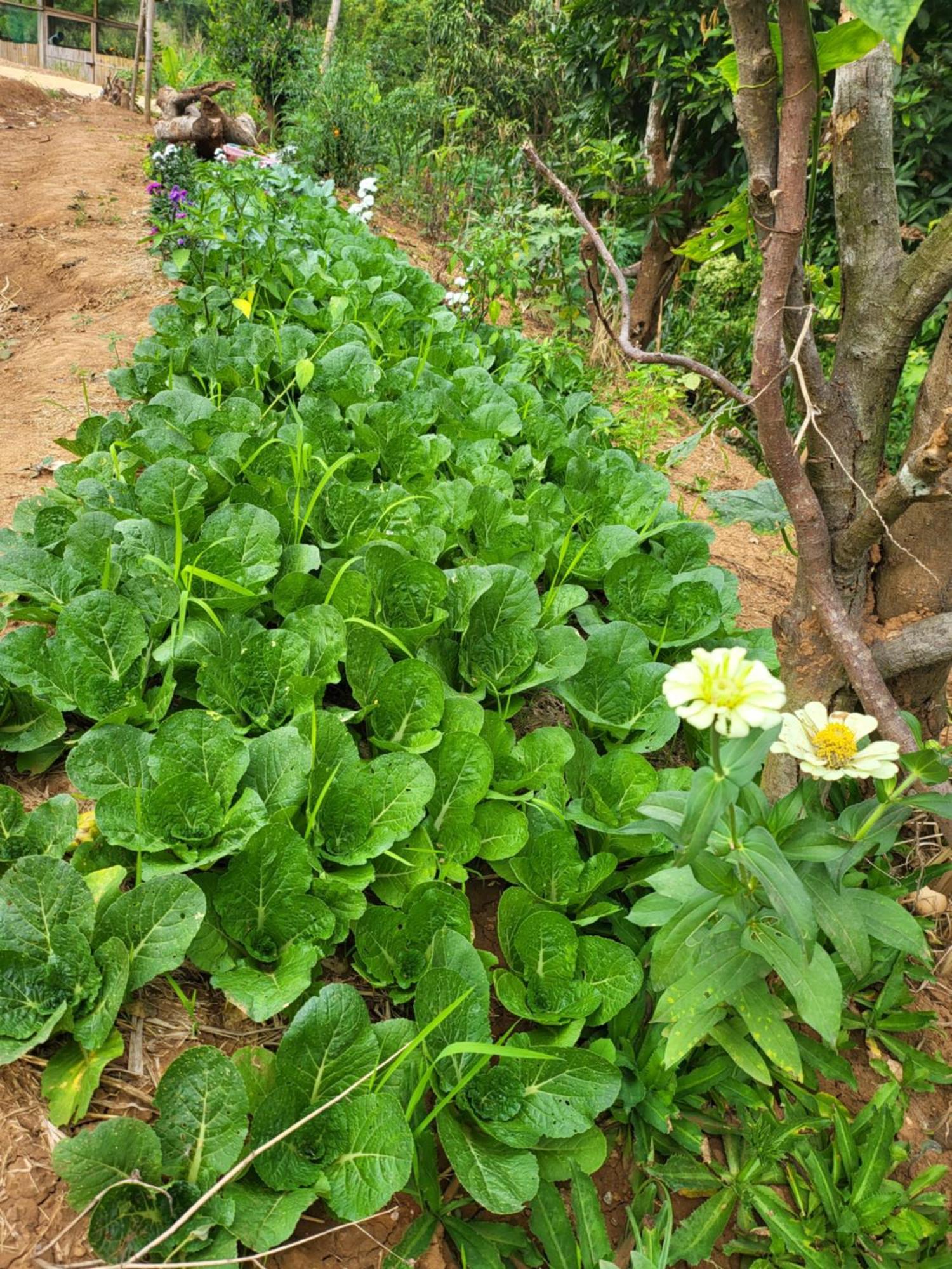 Smile Farm At Khaokho Ban Thung Samoe
